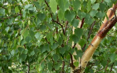 Közönséges nyír hatása: húgyúti panaszokra és vesehomokra