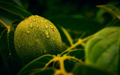 Diófalevél – természetes segítség bőrproblémák és túlzott izzadás esetén