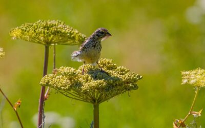 Puffadás, étvágytalanság? Az angyalgyökér segíthet beindítani az emésztést