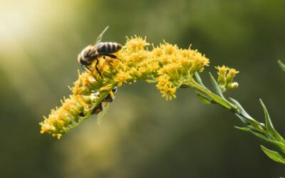 Méregtelenítés egyszerűen: így segít az erdei aranyvessző