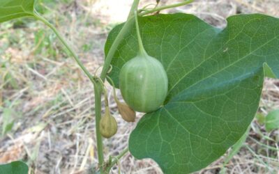 Farkasalma – egy elfeledett gyógynövény nyomában