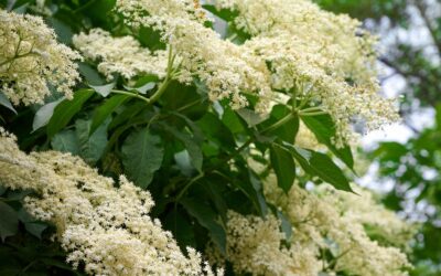 Nem véletlenül használják megfázásra: fekete bodza