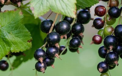 Fekete ribizli: immunerősítésen túl – húgyutakra és ízületekre is