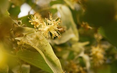 Hársfa tea megfázásra – így segít a tünetek enyhítésében