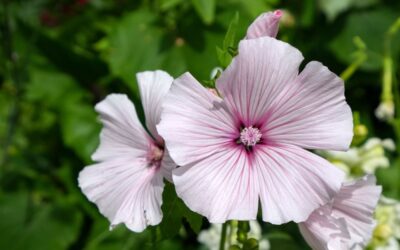 Orvosi ziliz (Althaea officinalis) – így segít torokfájás és köhögés esetén