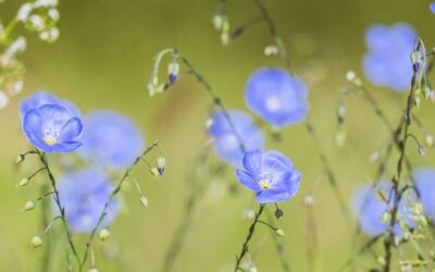 Székrekedés, érzékeny gyomor vagy IBS? A lenmag többféleképpen segíthet