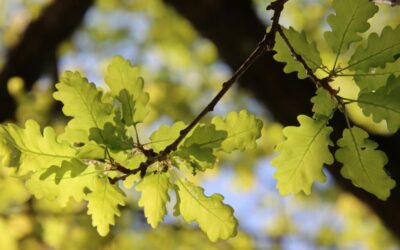 Tölgyfakéreg hatása: hasmenésre, gyulladásokra és bőrproblémákra